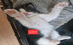 Mixed Breed cats for sale: 1 beautiful kitten - Image 5