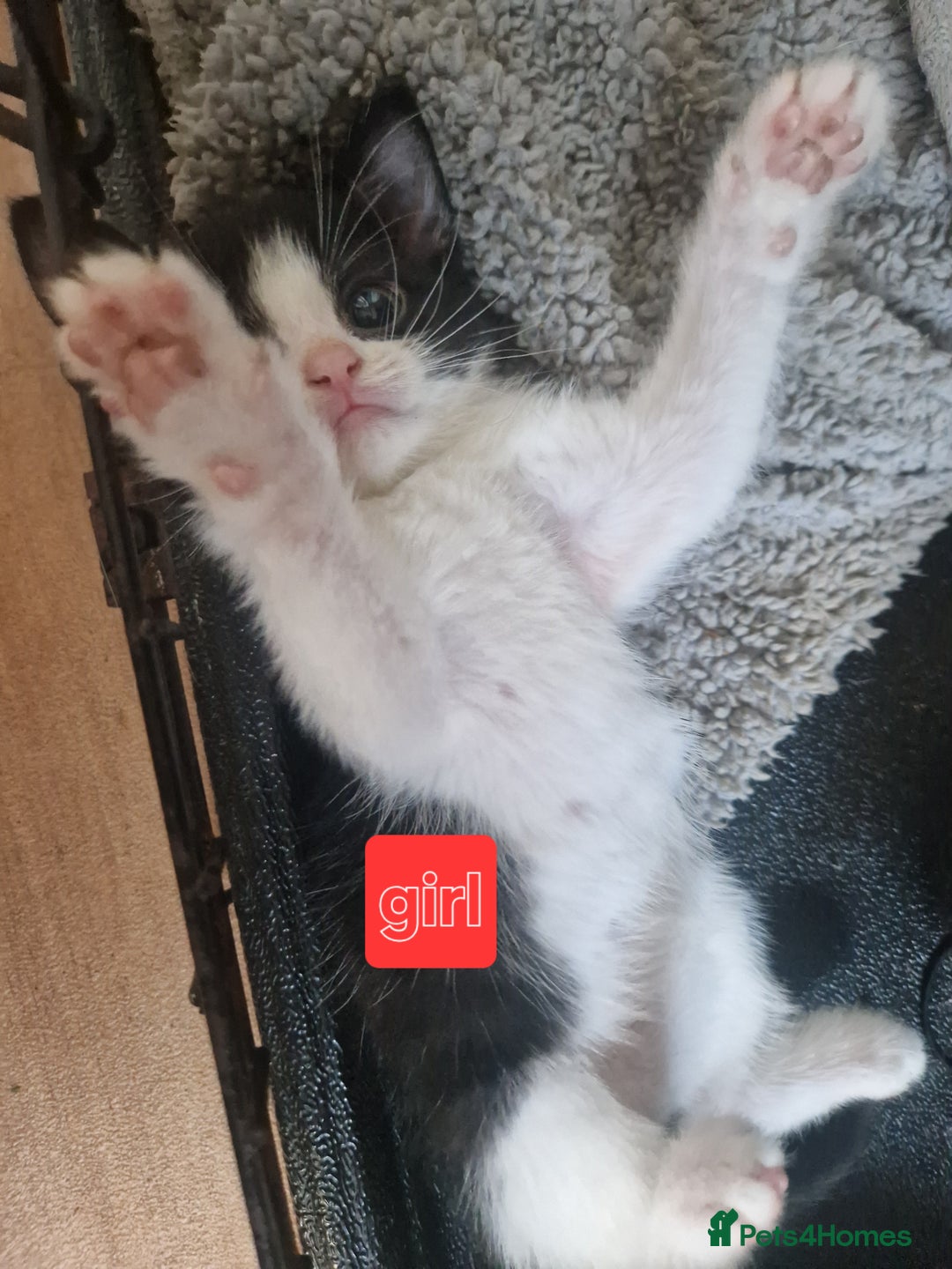 Mixed Breed cats for sale: 1 beautiful kitten - Image 5