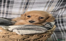 Miniature Dachshund dogs for sale: Longhair miniature Duchshund 🩵1boy 1girl left🩷 - Advert 37