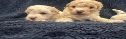 Maltipoo dogs for sale: Beautiful maltipoo  in Portsmouth - Advert 8
