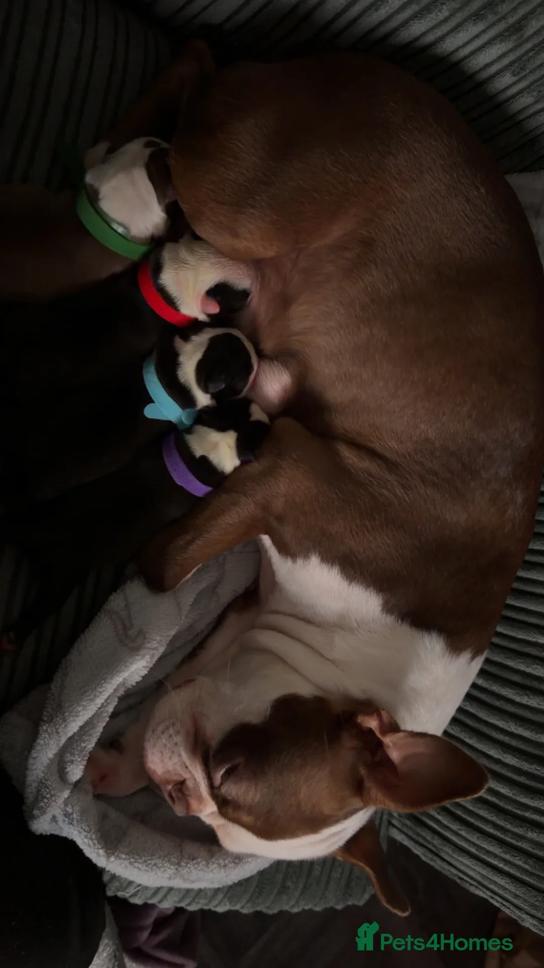 Boston Terrier dogs for sale: Quality Lines KC Registered Boston Terrier Puppies - Advert 11