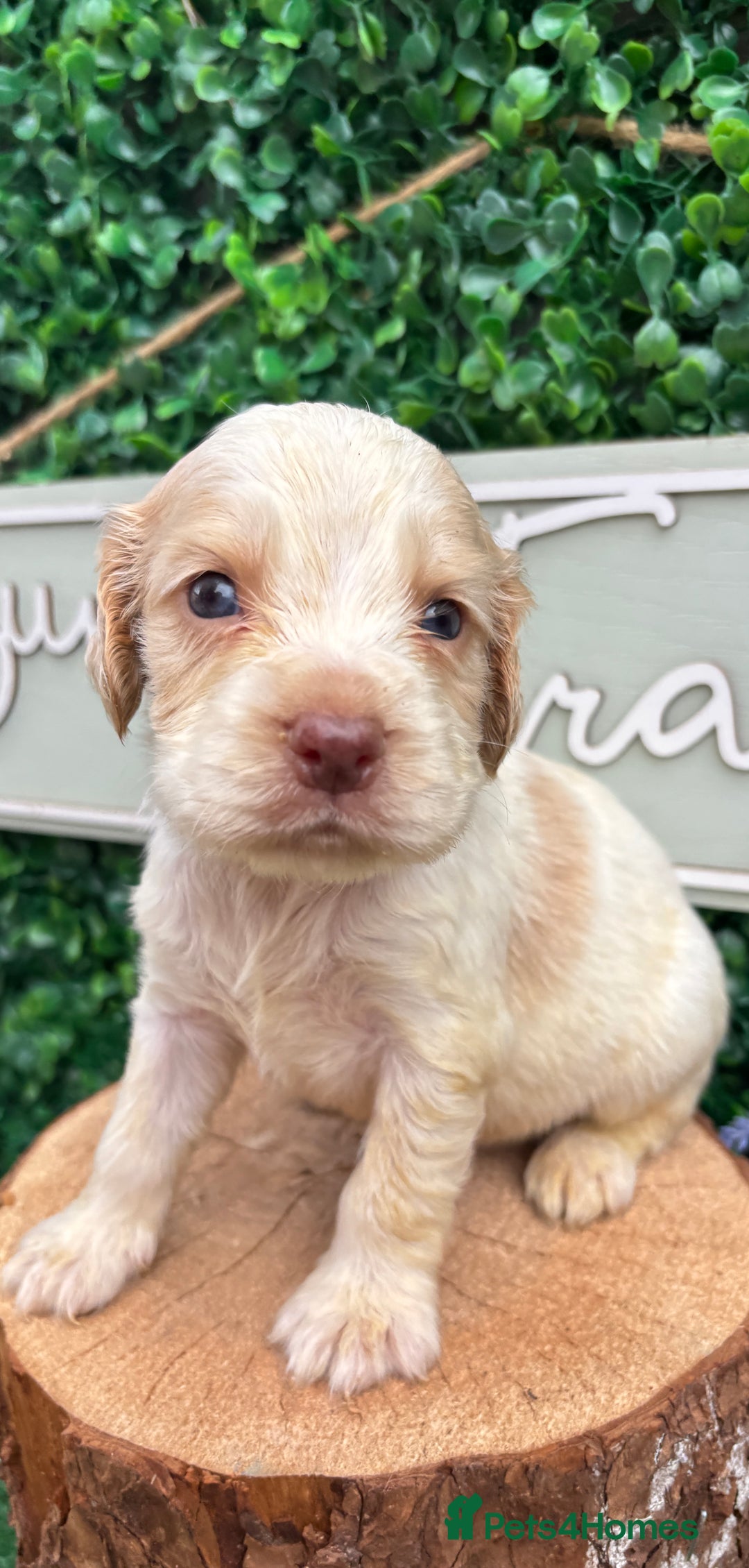 Cocker Spaniel dogs for sale: 🌟 cocker spaniel puppies 🌟 - Image 2