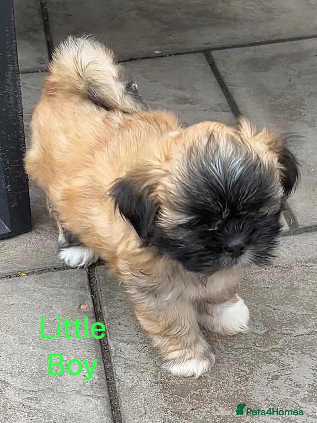 Lhasa Apso dogs for sale: One Adorable KC Reg Little Boy GPRA4 Clear - Image 1