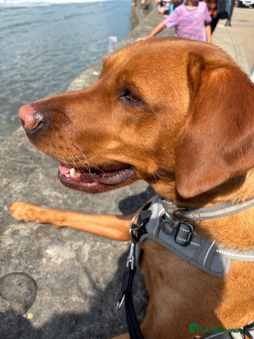 Labrador Retriever dogs for sale: 2yr old Fox Red Labrador for rehoming - Image 2