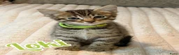 Savannah cats for sale: F4 Savannah Kitten’s original African bloodline - Advert 4