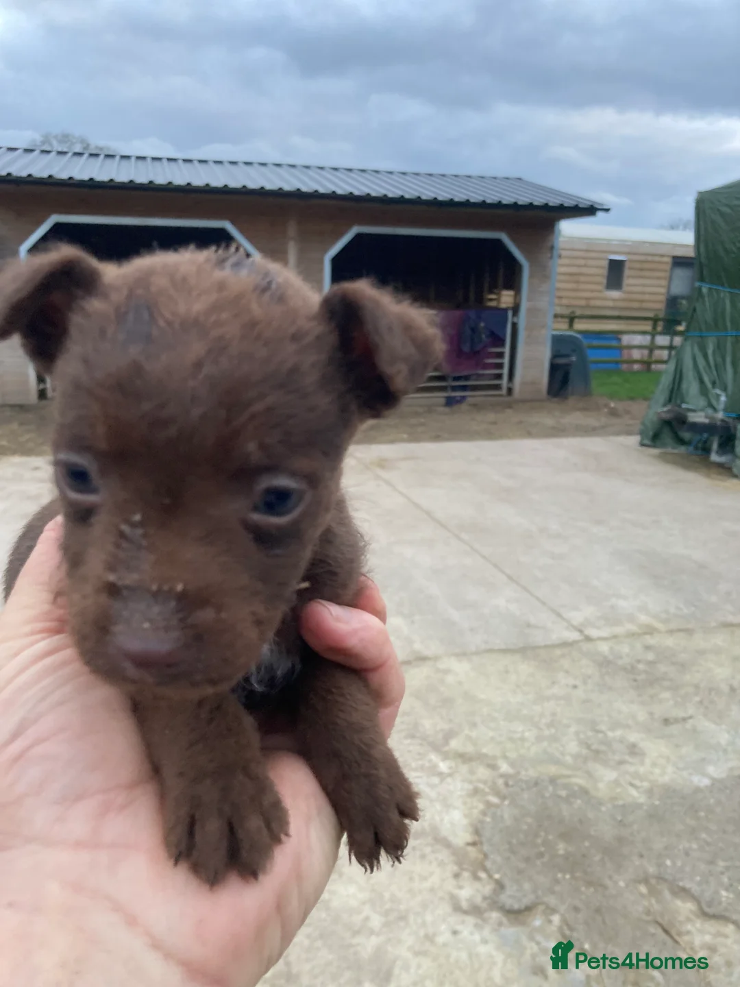 Patterdale Terrier dogs for sale: 5 lovely Patterdale Puppies. - Advert 6