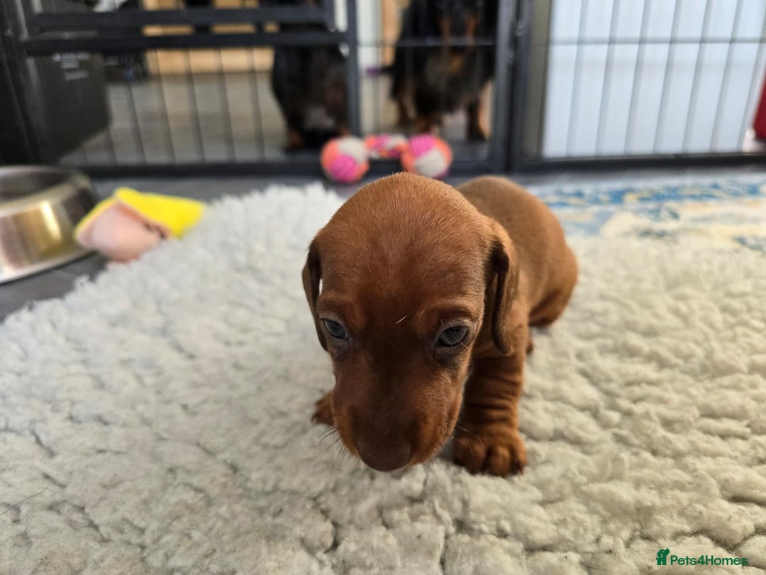 Miniature Dachshund dogs for sale: ✨5star✨ True miniatures, Licenced breeder, KC reg - Image 13