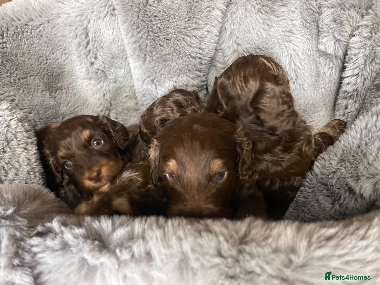 Cockapoo dogs Cockapoo puppies  - Advert 2