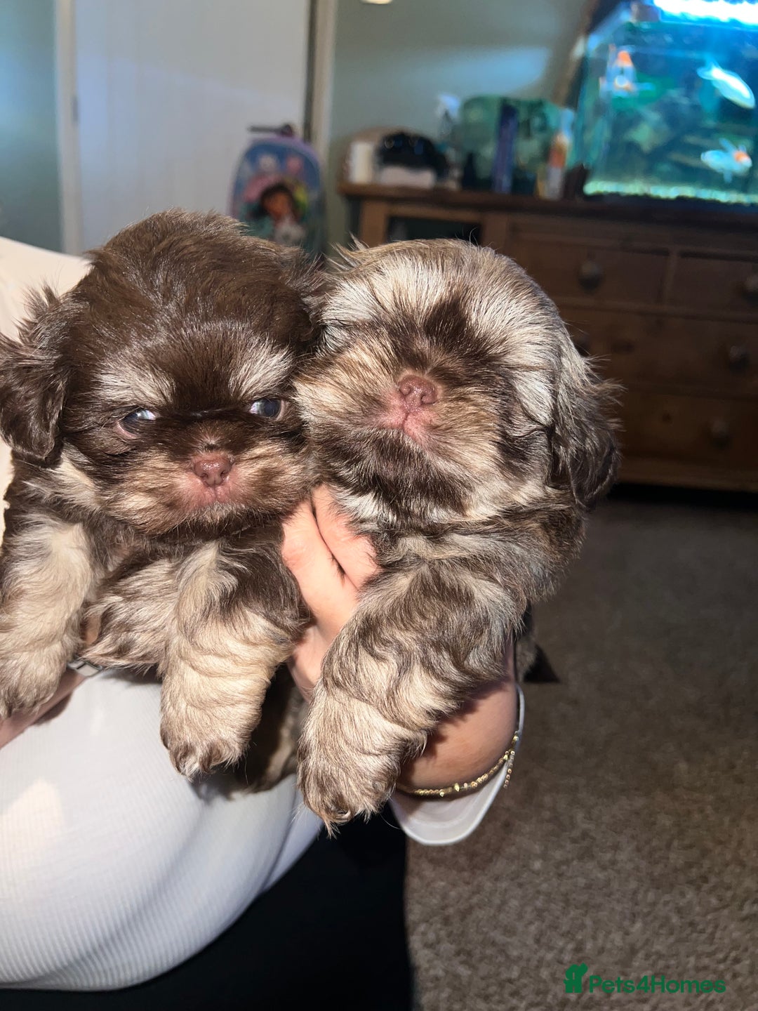 Shih Tzu dogs for sale: Imperial shih tzu pups - Image 7