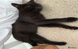 Mixed Breed cats for sale: 2 beautiful older kittens free to forever homes - Image 4