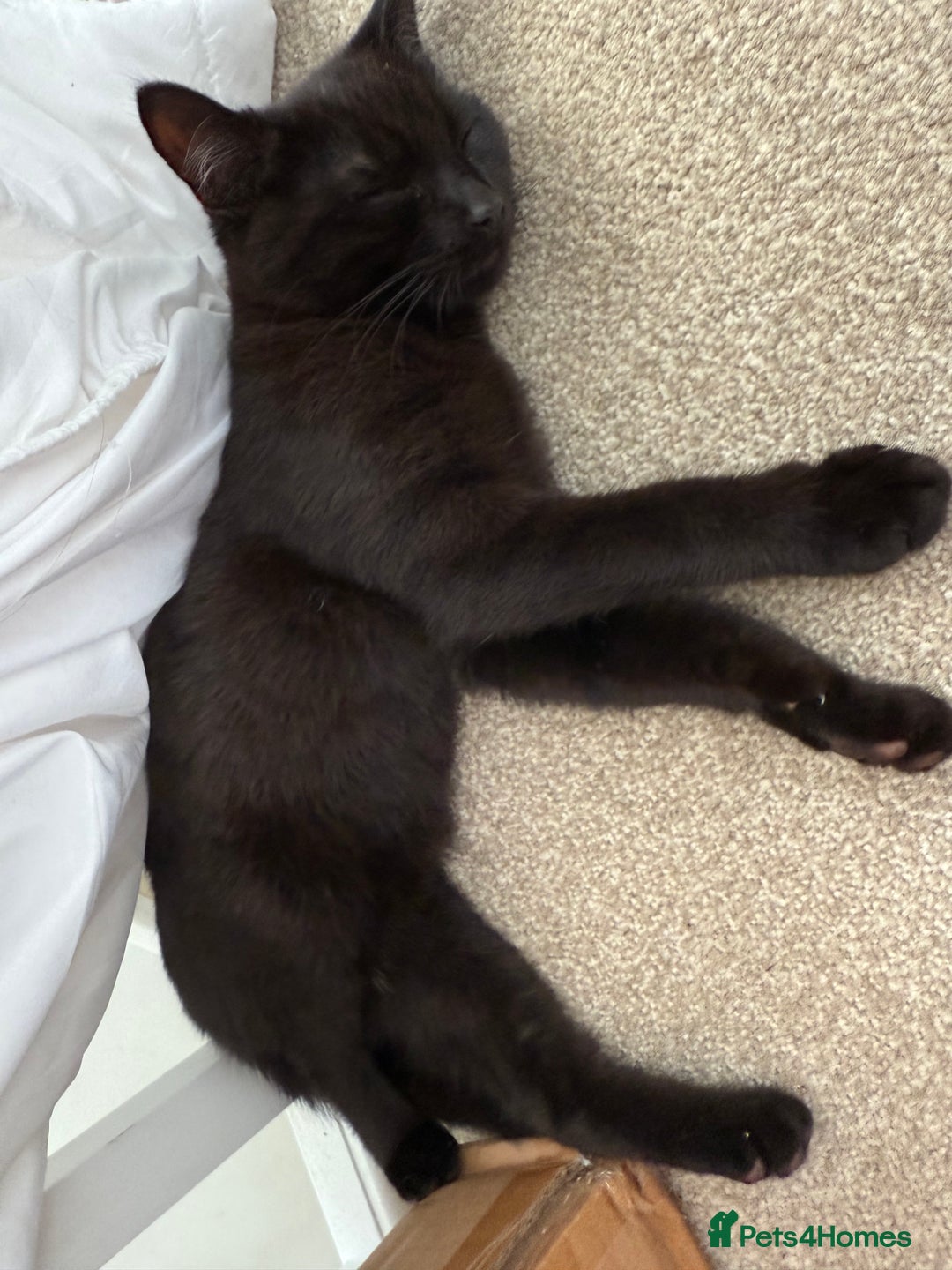 Mixed Breed cats for sale: 2 beautiful older kittens free to forever homes - Image 4