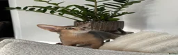 Abyssinian cats for sale:     Gorgeous kittens from champion parents 😽 - Advert 19