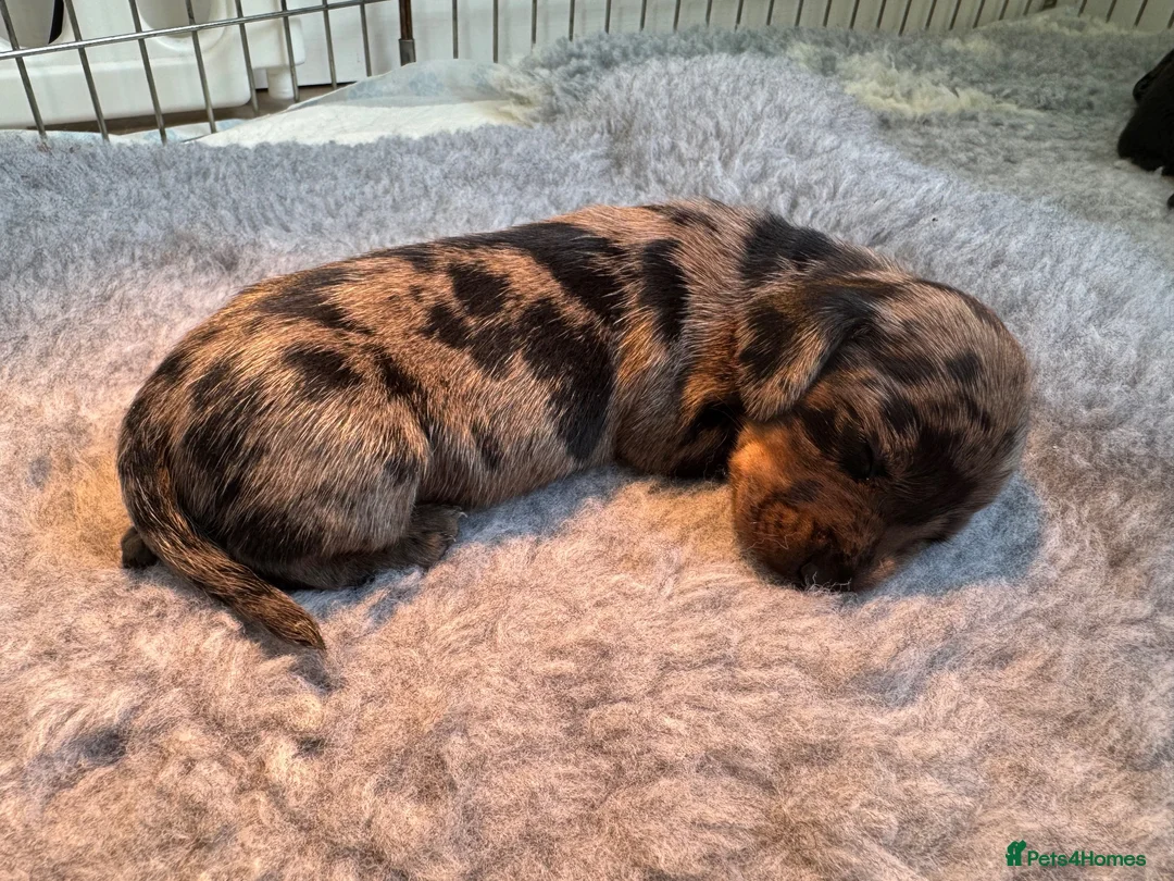 Miniature Dachshund dogs for sale: KC Miniature dachshunds (smooth haired) - Advert 13