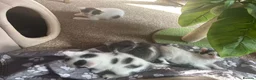 Ragdoll cats for sale: Ragdoll cross kittens mother is a purebred ragdoll - Advert 1