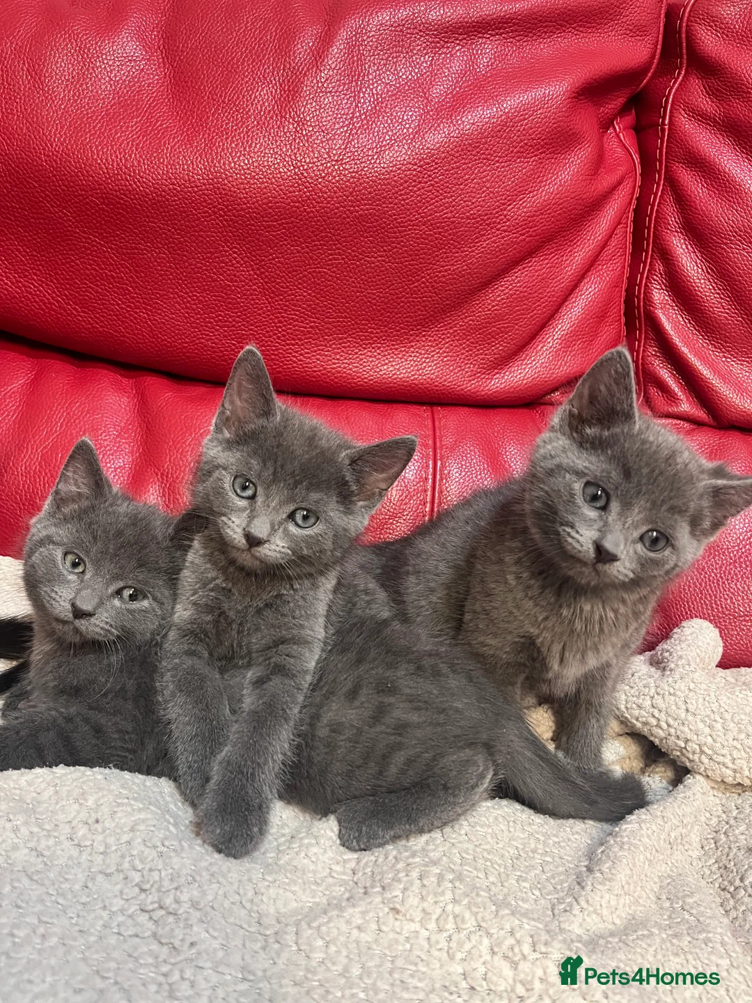 British Shorthair cats for sale: 5 adorable males looking for new home - Advert 3