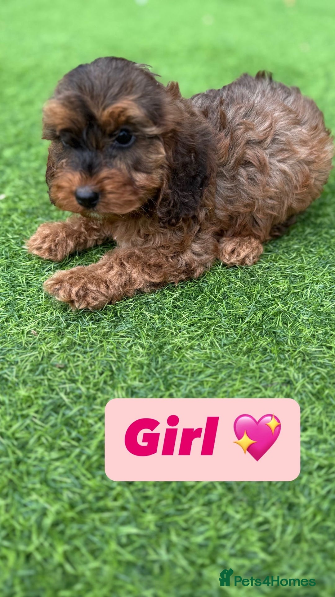 Cockapoo dogs for sale: 1 female cockapoo puppy available 🐶  - Image 9