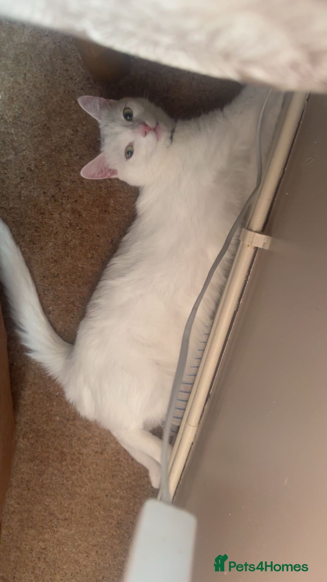 Mixed Breed cats for sale: 2 white female cats - Advert 6