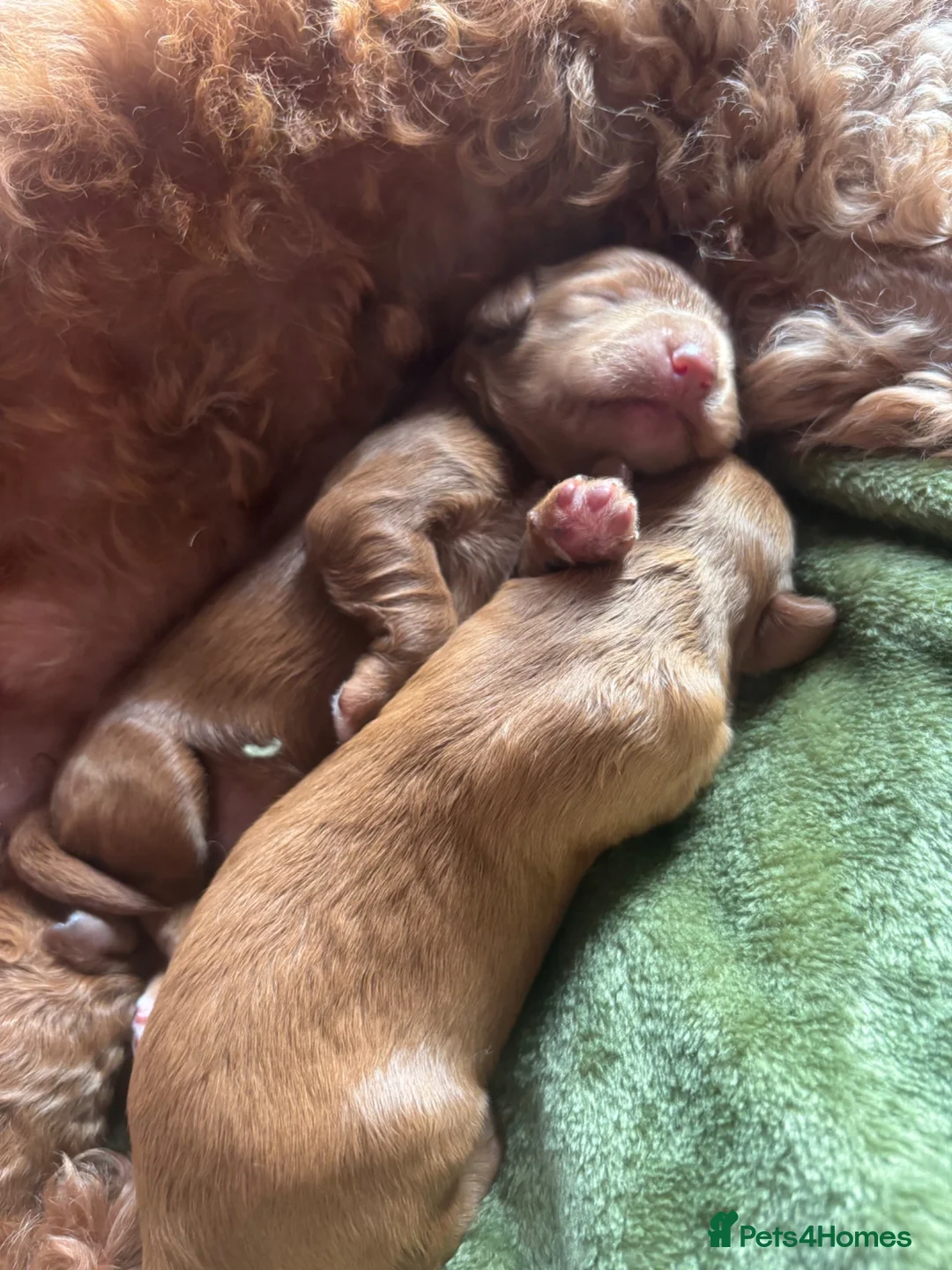 Cockapoo dogs for sale: Beautiful red puppies  - Advert 2