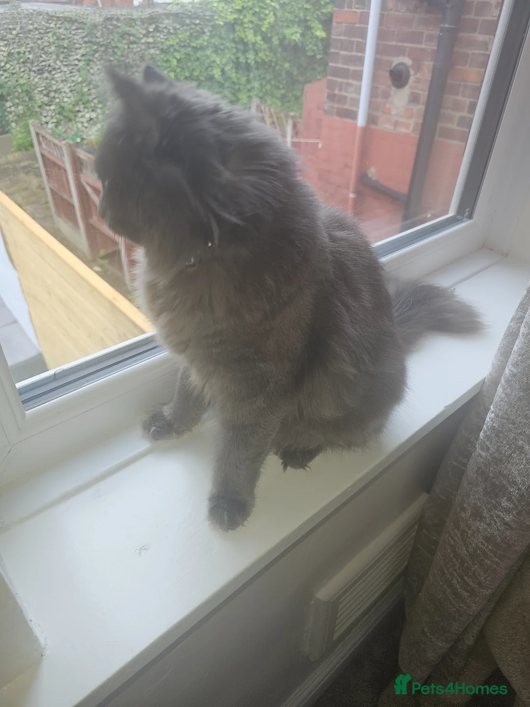 British Longhair cats for sale: Chi is beautiful blue female 1 year old - Advert 2