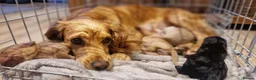 Cocker Spaniel dogs for sale: Adorable Working Cocker spaniel puppies in Rotherham - Advert 11
