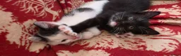 Mixed Breed cats for sale: Adorable Kittens Ready for their forever Homes - Advert 35