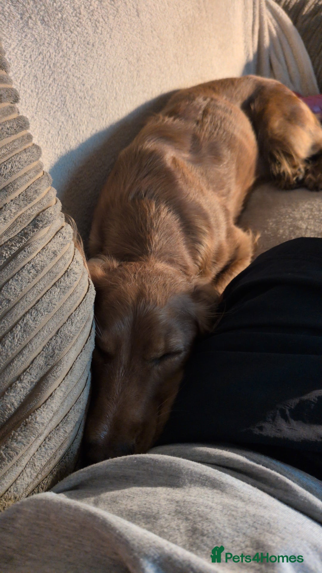 Cocker Spaniel dogs for sale: 2 year old cocker spaniel - Advert 3