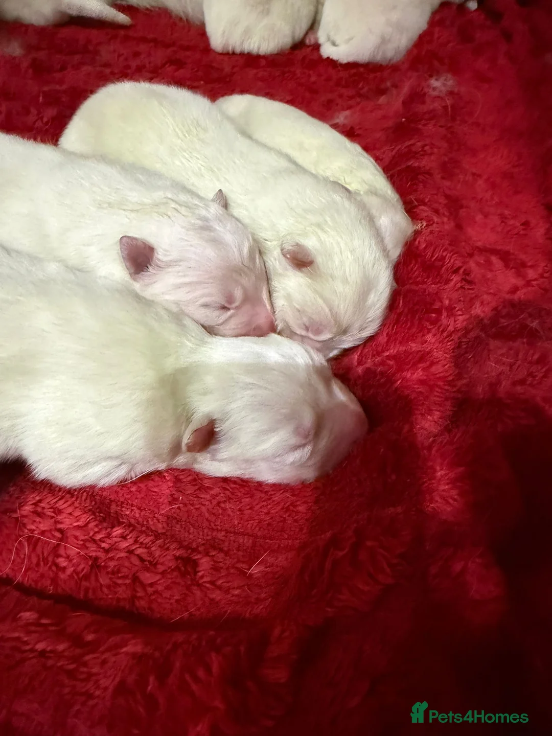 Samoyed dogs for sale: KC registered Samoyed puppies - Advert 14