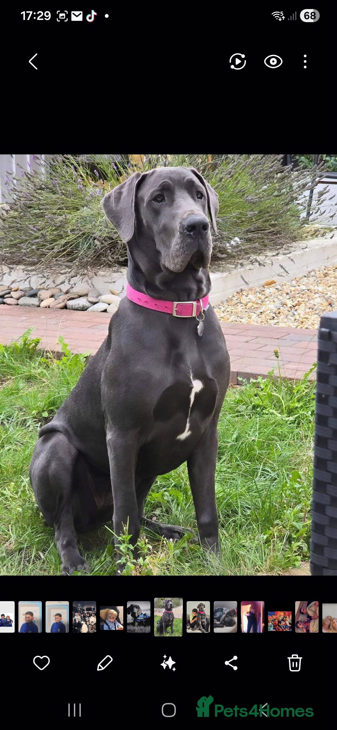 Great Dane dogs for sale: Great dane puppies for sale  - Image 1