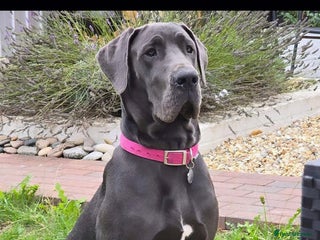 Great Dane dogs Great dane puppies for sale - Advert 5