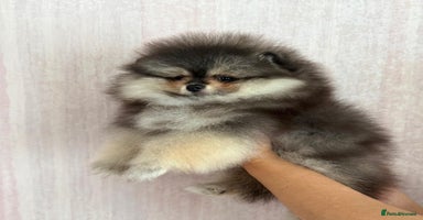Pomeranian dogs - Advert 8