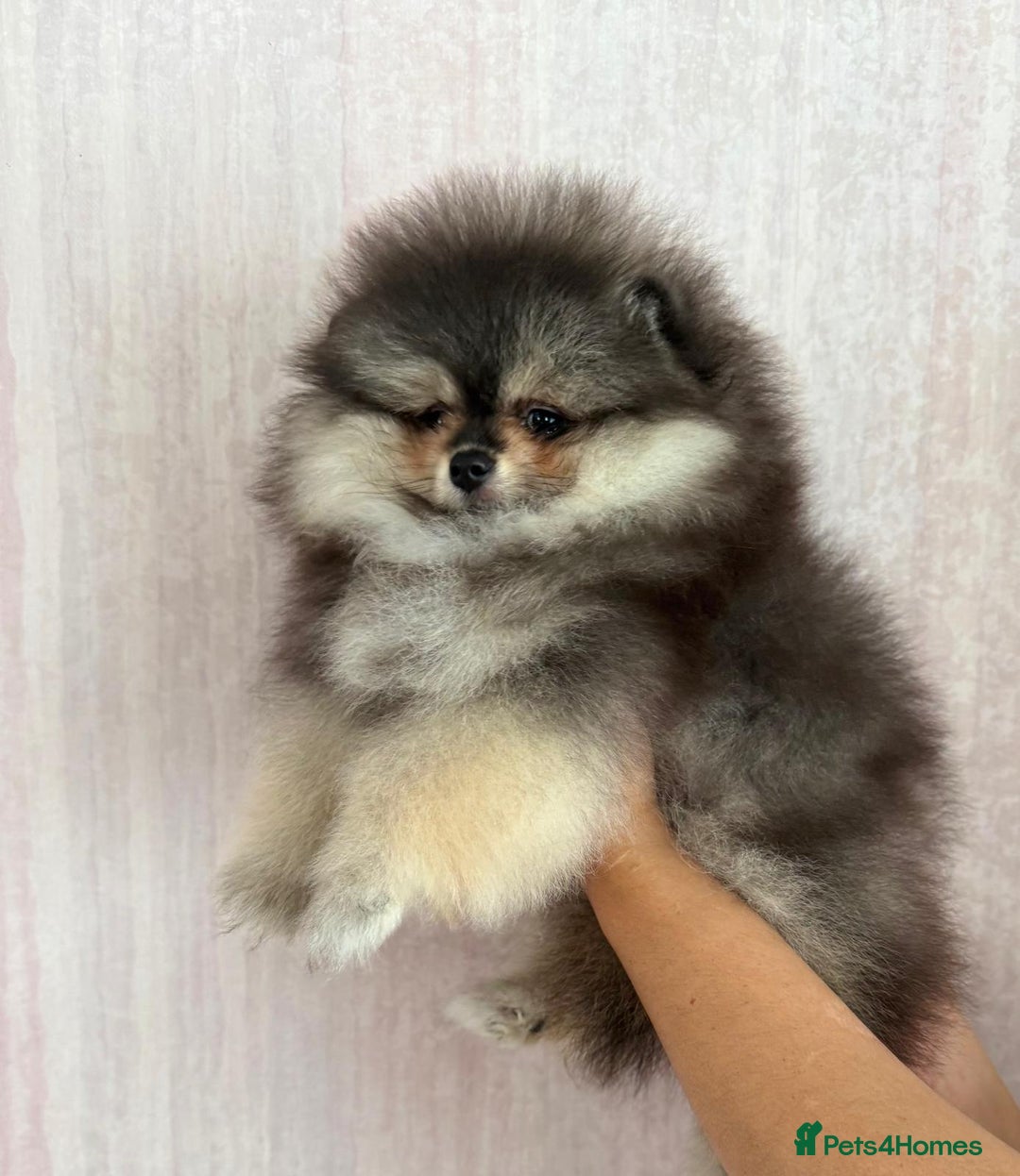 Pomeranian dogs for sale: Luxurious Tiny Pomeranian Puppies - Image 3
