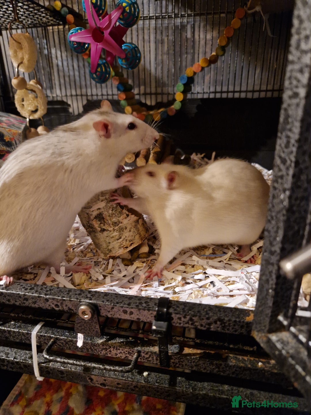 Rat rodents for sale: 10 months old female rats - Image 3