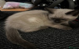 Mixed Breed cats for sale: 4 friendly kittens, ready now. - Image 6