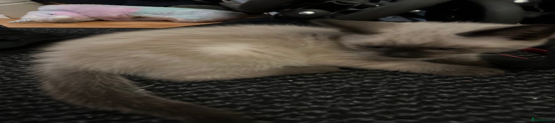 Mixed Breed Kitten 2