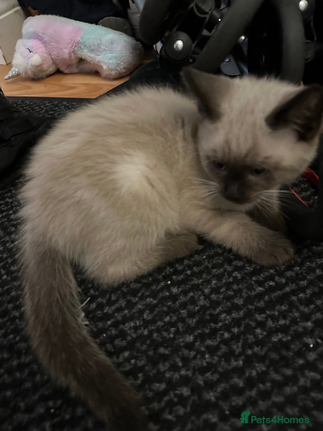 Mixed Breed cats for sale: 4 friendly kittens, ready now. - Image 6