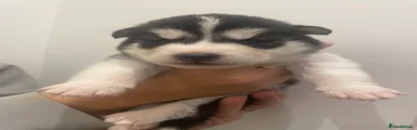Siberian Husky 6