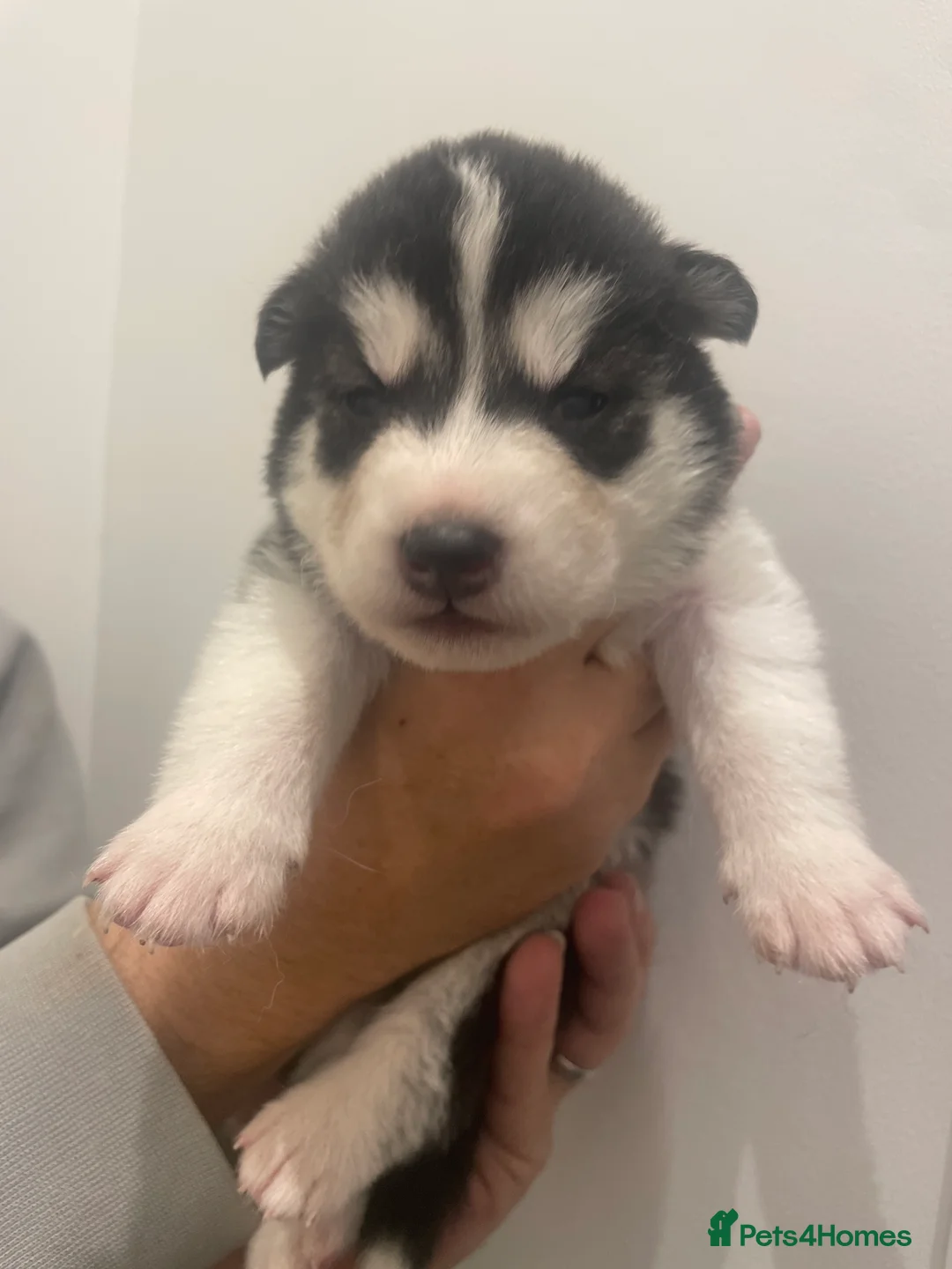 Siberian Husky dogs for sale: Beautiful KC registered Husky Puppies - Advert 2