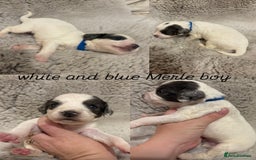 Sprocker dogs for sale: Sprocker puppies for sale - Advert 8