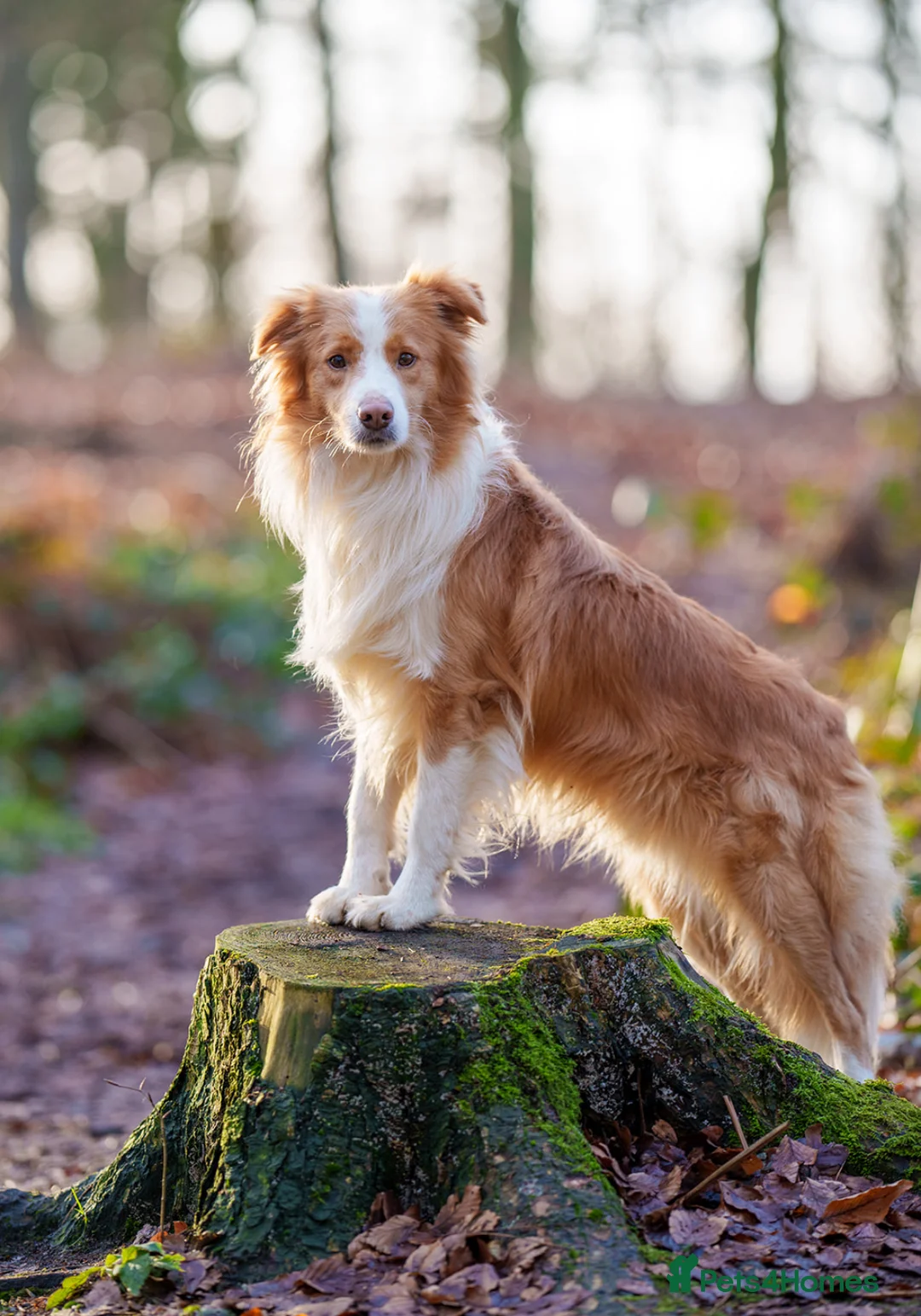 Border Collie dogs for stud: KC REG FULLY HEALTH TESTED EE RED/GOLD STUD  in Doncaster - Advert 9