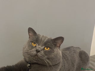 British Shorthair cats ***Beautiful British Shorthair STUD*** - Advert 1