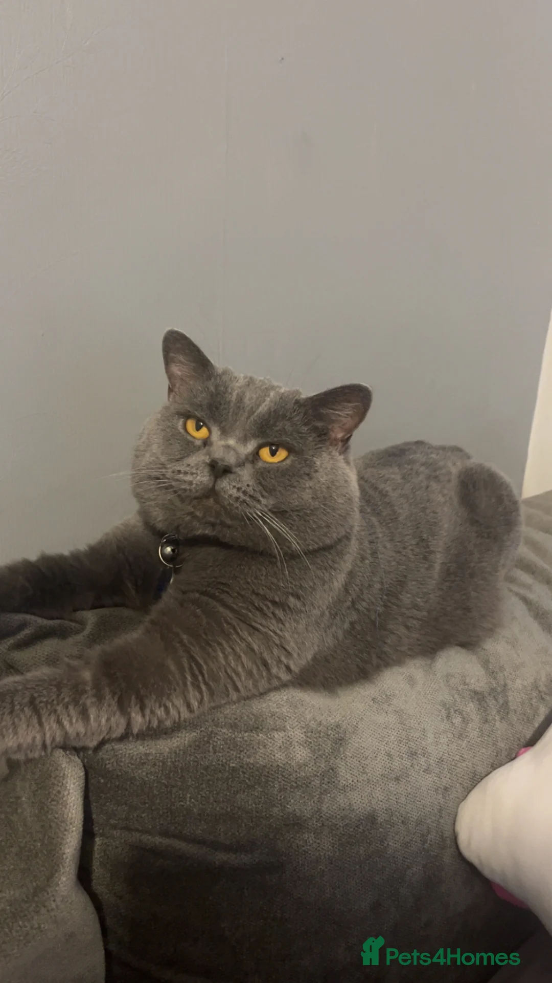 British Shorthair cats for stud: ***Beautiful British Shorthair STUD*** - Advert 1