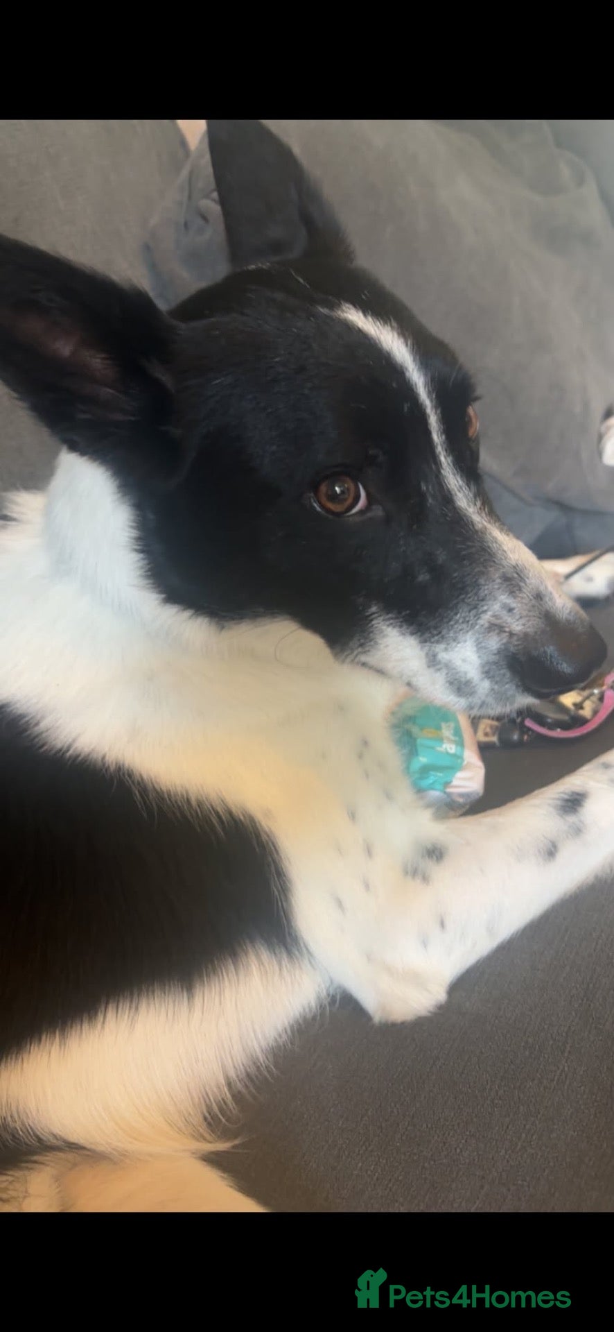 Border Collie dogs Freddie for rehoming - Advert 20