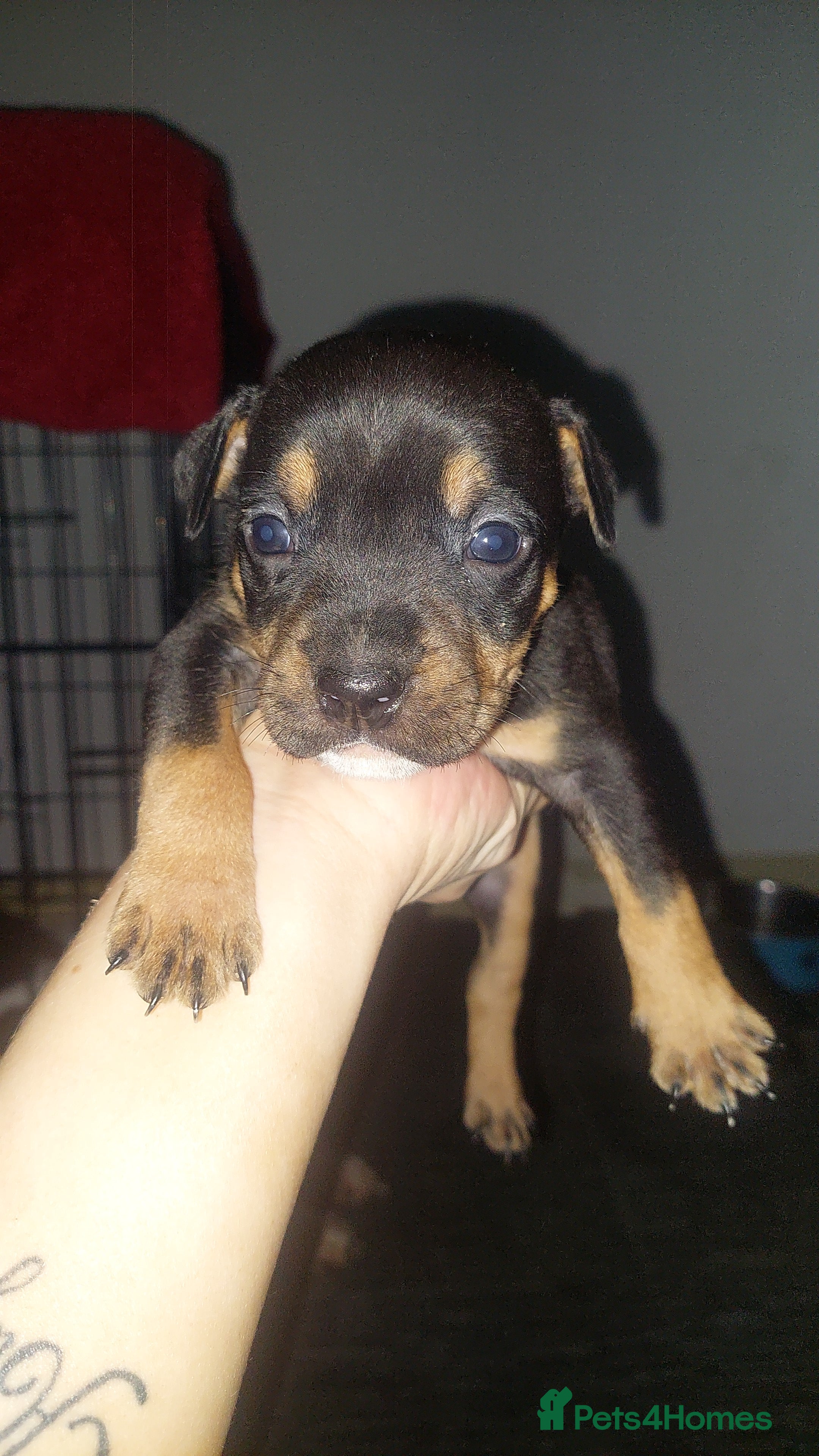 Mixed Breed dogs Staff pocket cross 4 boys 2 girls - Advert 10