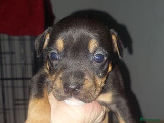 Mixed Breed dogs Staff pocket cross 4 boys 2 girls - Advert 12