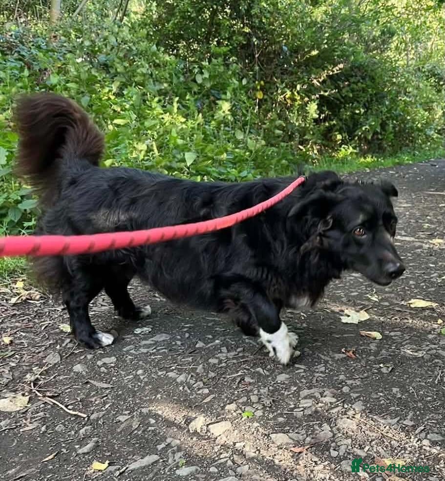 Mixed Breed dogs DELILAH’S PERFECT DAY?  - Advert 1