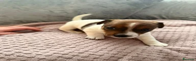 Jack Russell Puppy 3