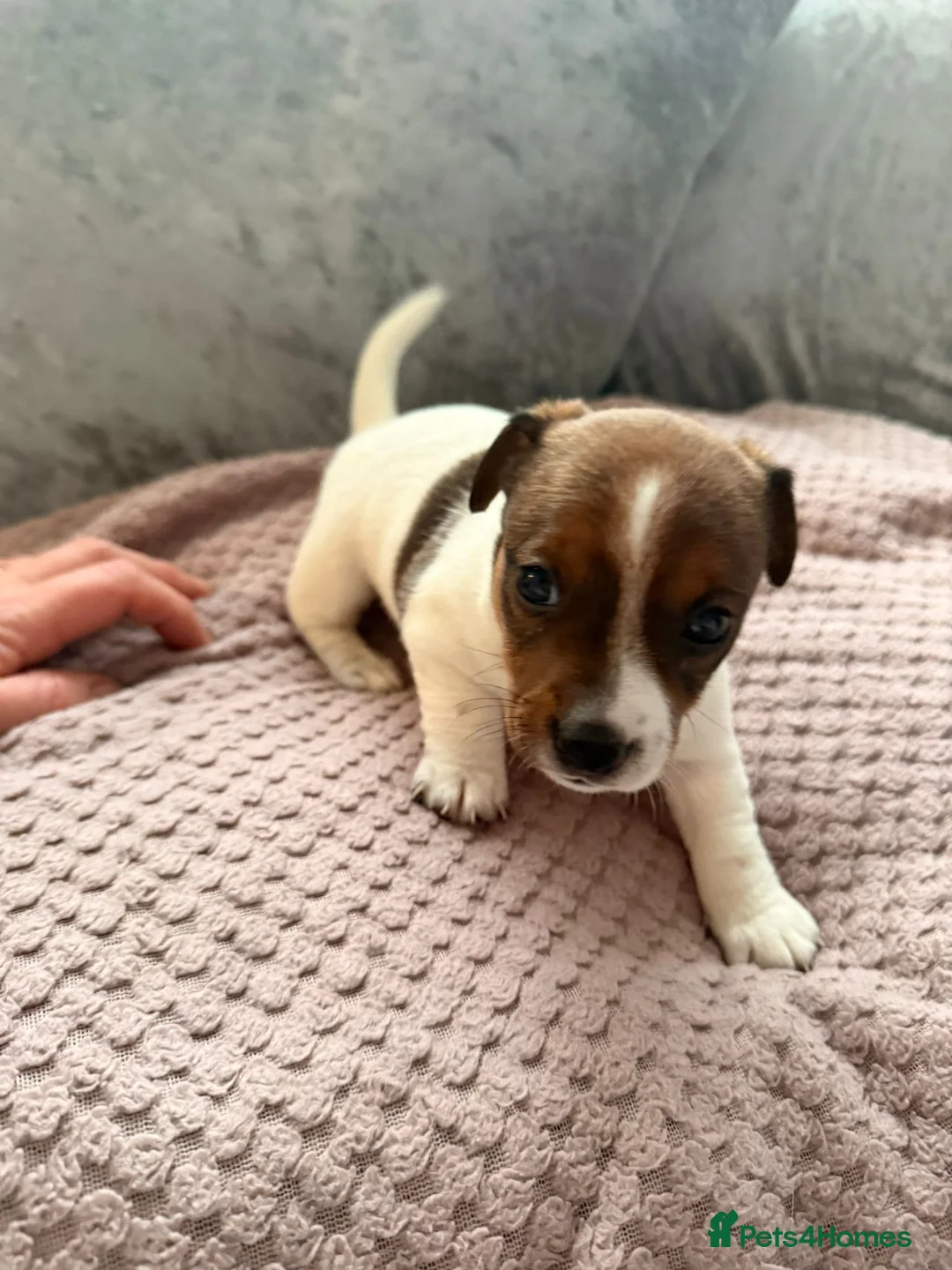 Jack Russell dogs for sale: Miniature jack russel puppies - Advert 4