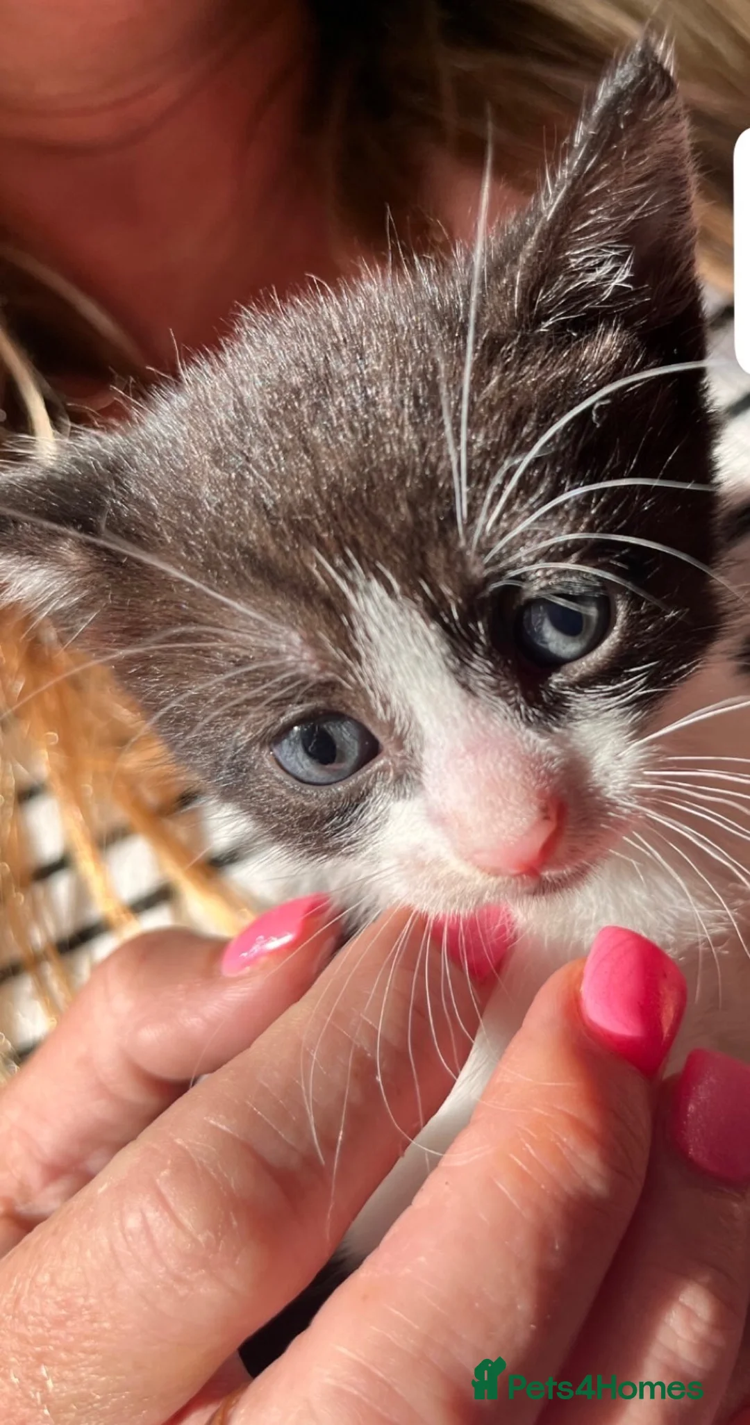 Mixed Breed cats for sale: Last 2 kittens  in Southend-on-Sea - Advert 3