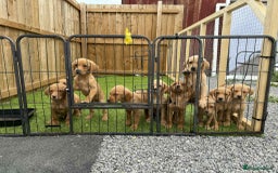 Labrador Retriever dogs for sale: KC Registered labradores ready to leave  - Image 21