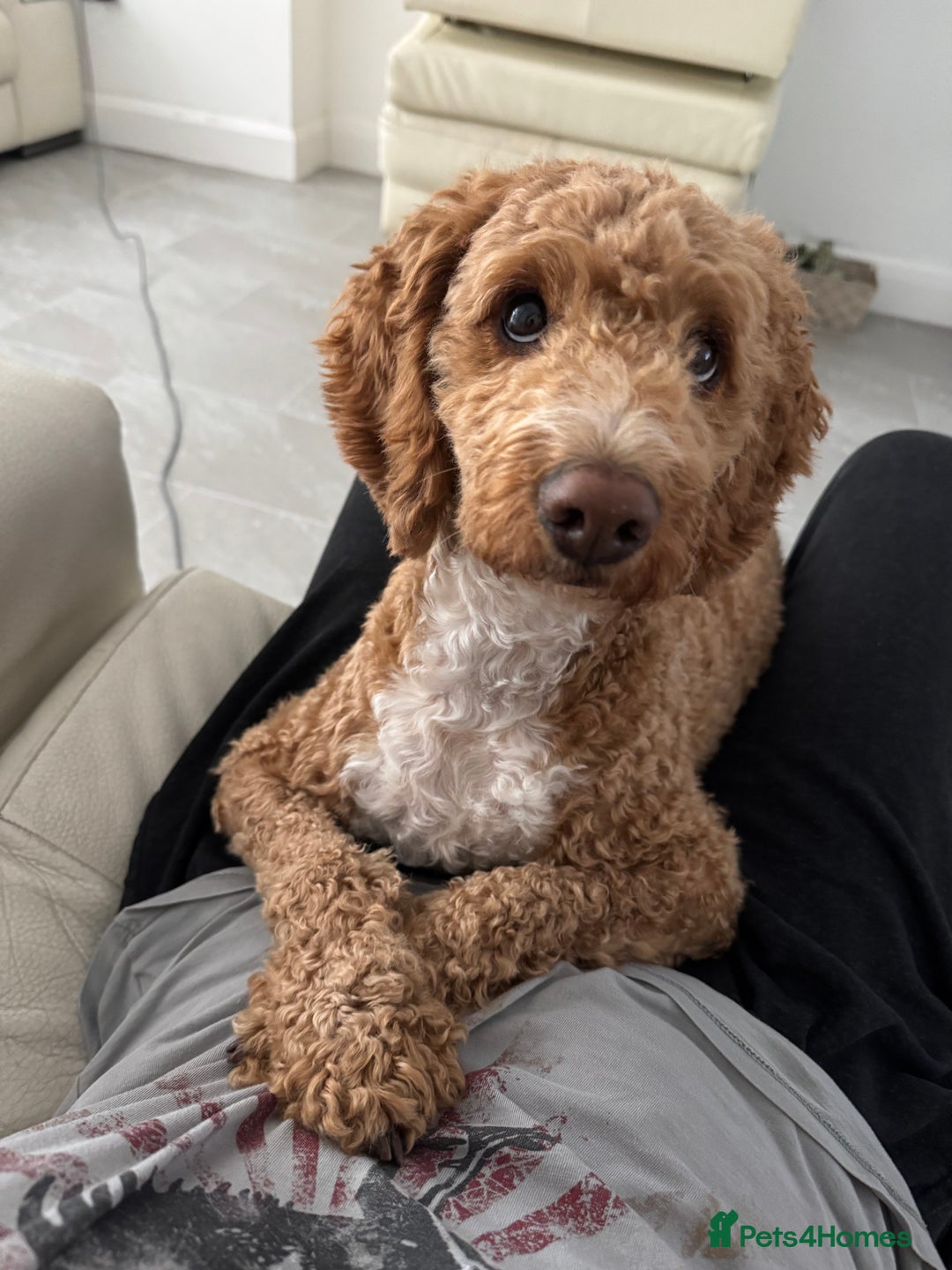 Cockapoo dogs for sale: Beautiful 3 year old female cockapoo - Image 4